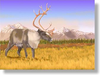 Tuktu - Moose in dry Tundra