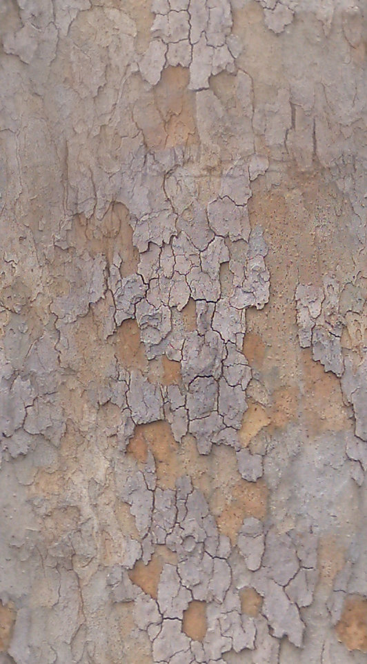 BasicBark_01_Seamless