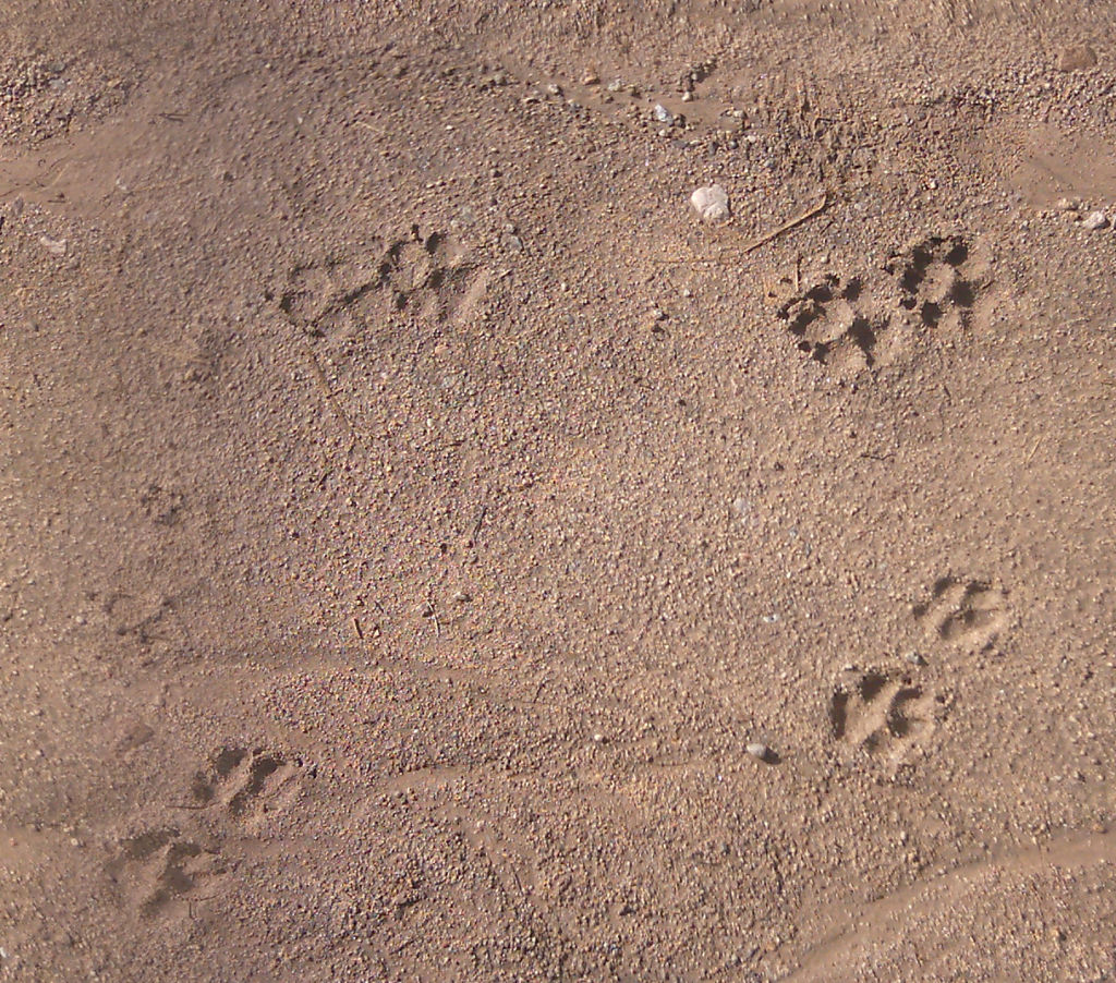 Dirt01_Footprints_seamless
