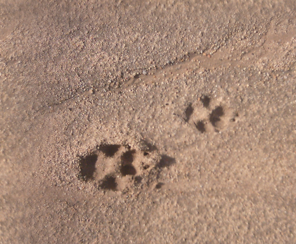 Dirt02_Footprints_seamless