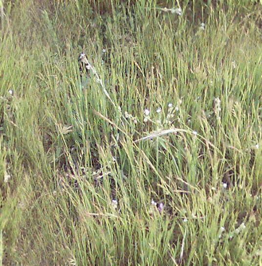 Grass01_seamless