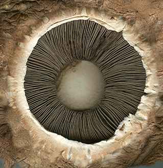 Mushroom_Bottom01