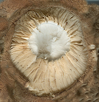 Mushroom_Bottom02
