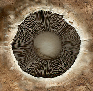Mushroom_Bottom03
