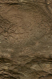 Mushroom_Generic_Seamless