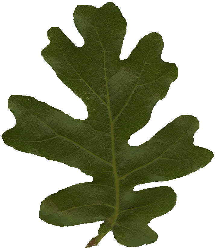 OakLeaf1_Large_PlusAlpha