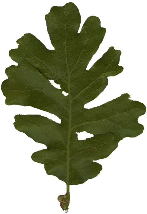 OakLeaf2_Small_PlusAlpha