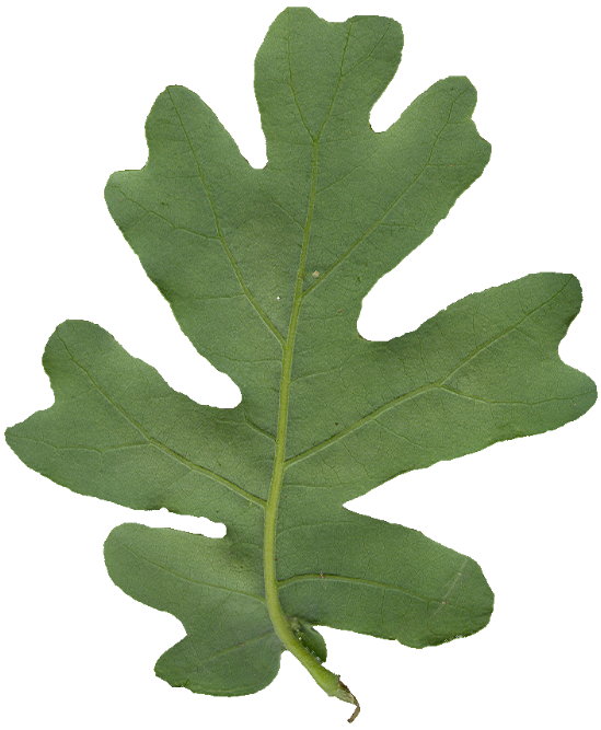 OakLeaf_small_Rear_PlusAlpha