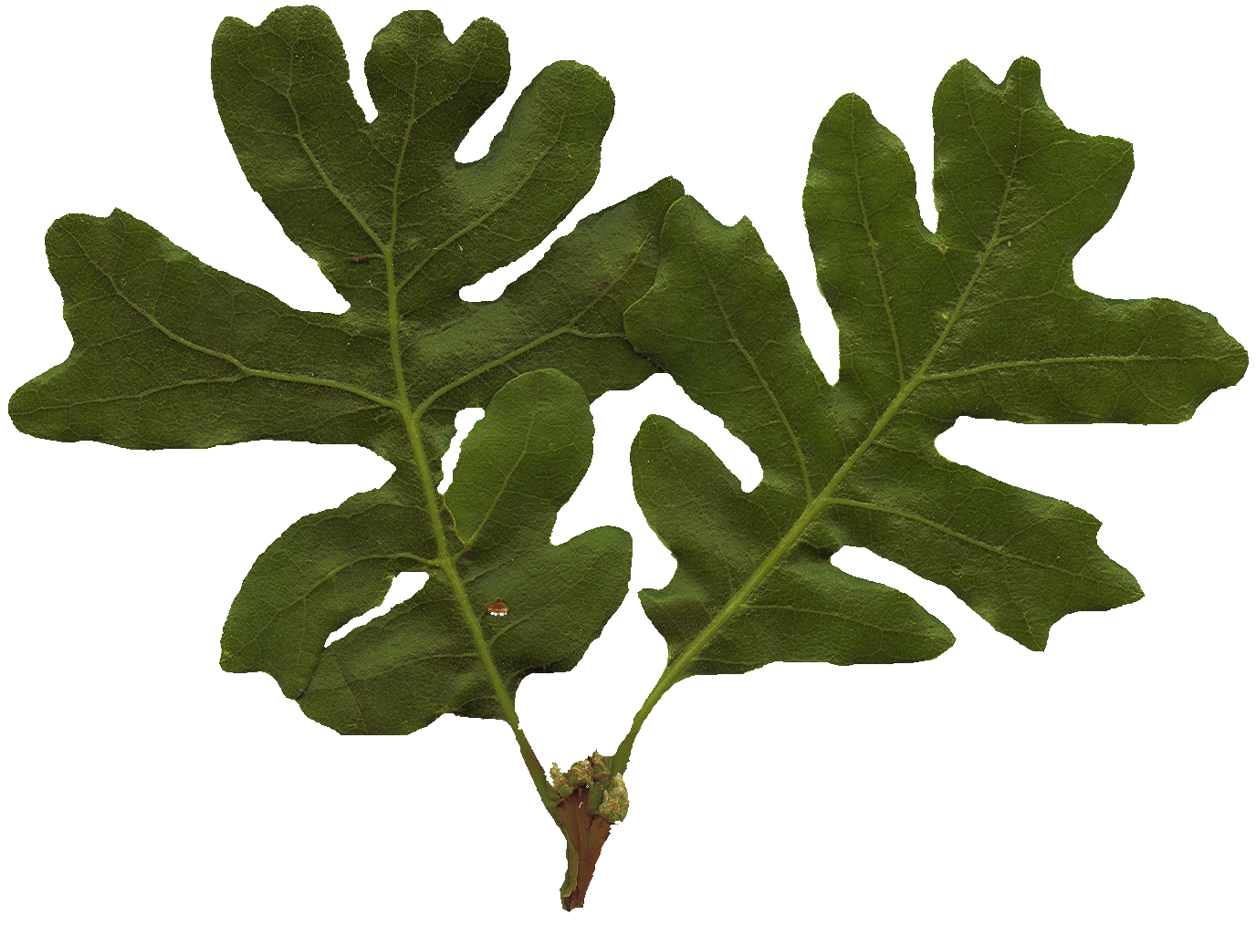OakLeaves_Large_PlusAlpha