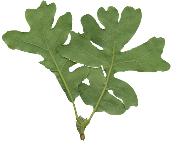 OakLeaves_small_Rear_PlusAlpha