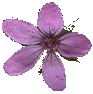 SmallPurpleFlower_1_PlusAlpha
