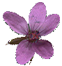 SmallPurpleFlower_2_PlusAlpha