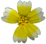 SmallYellowFlower_1_PlusAlpha
