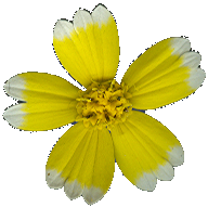 SmallYellowFlower_2_PlusAlpha
