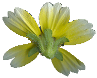 SmallYellowFlower_Rear_PlusAlpha