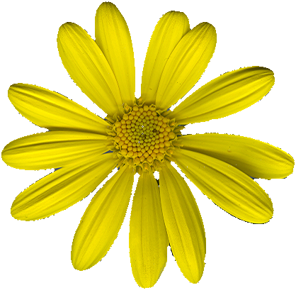 YellowFlower2_PlusAlpha
