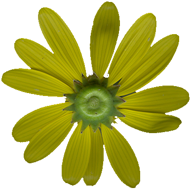 YellowFlower_PlusAlpha
