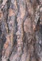 BasicBark_04_Seamless