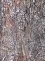 BasicBark_06_Seamless