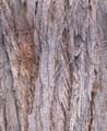 BasicBark_07_Seamless
