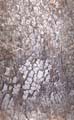 BasicBark_09_Seamless