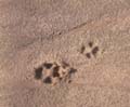 Dirt02_Footprints_seamless