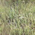 Grass01_seamless