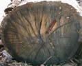 LogEnd_02