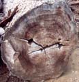 LogEnd_10