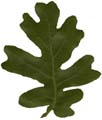 OakLeaf1_Large_PlusAlpha
