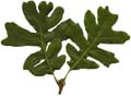 OakLeaves_Large_PlusAlpha