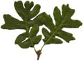OakLeaves_small_PlusAlpha