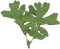 OakLeaves_small_Rear_PlusAlpha