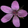SmallPurpleFlower_1_PlusAlpha