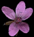 SmallPurpleFlower_2_PlusAlpha