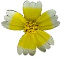 SmallYellowFlower_1_PlusAlpha