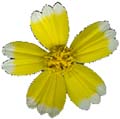 SmallYellowFlower_2_PlusAlpha