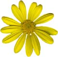 YellowFlower2_PlusAlpha