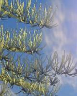 new deep sea life form?