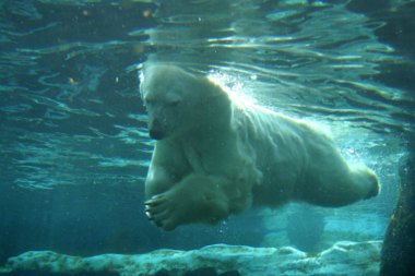 Polar Bear underwater swimming